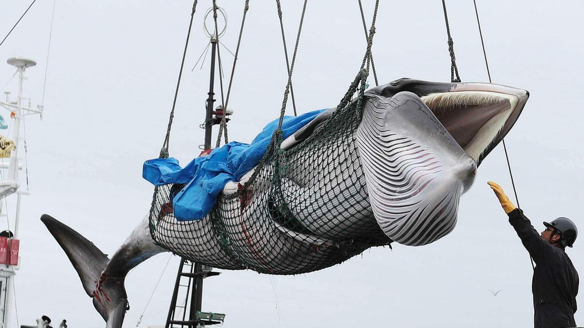 Islandia reanuda la caza de ballenas entre protestas tras una pausa de dos años