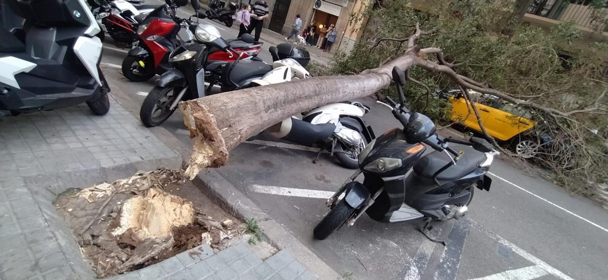 Cae un árbol en la calle Viladomat a la altura de Aragó impidiendo la circulación.