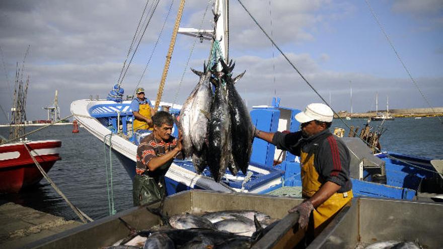 Imagen de archivo de descarga de atún en Puerto Naos, en Lanzarote.