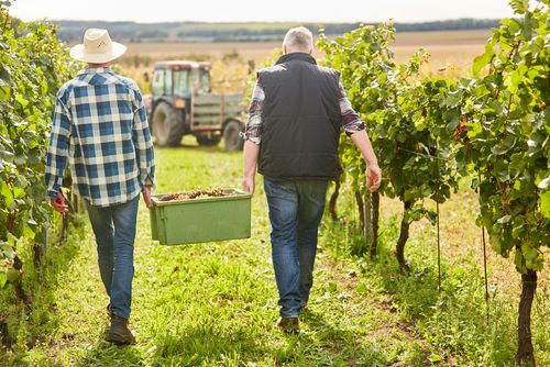 Ofertas de empleo en Vilafranca del Penedès para la Campaña de la Vendimia 2022.