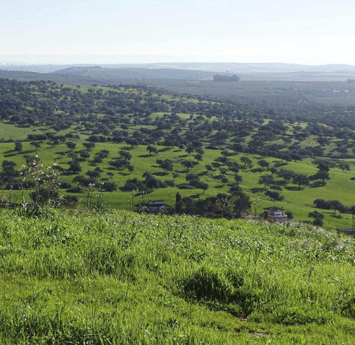 Vista de los cabezos de La Pendolilla desde Cerro Gordo.
