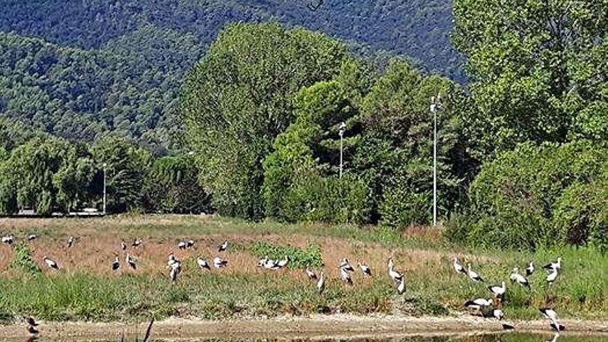 Cigonyes a l&#039;estany de Banyoles.