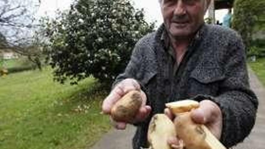 La plaga de la patata remite en Gijón: sin rastro de polilla desde hace ocho meses