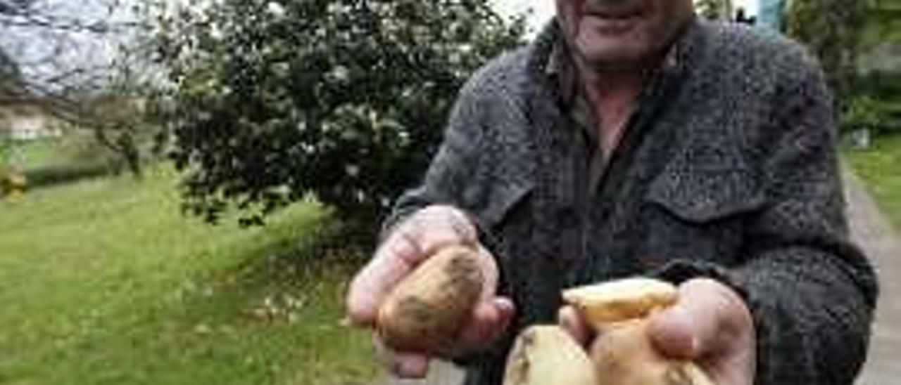 Tino Llano muestra las primeras patatas infectadas en Gijón.