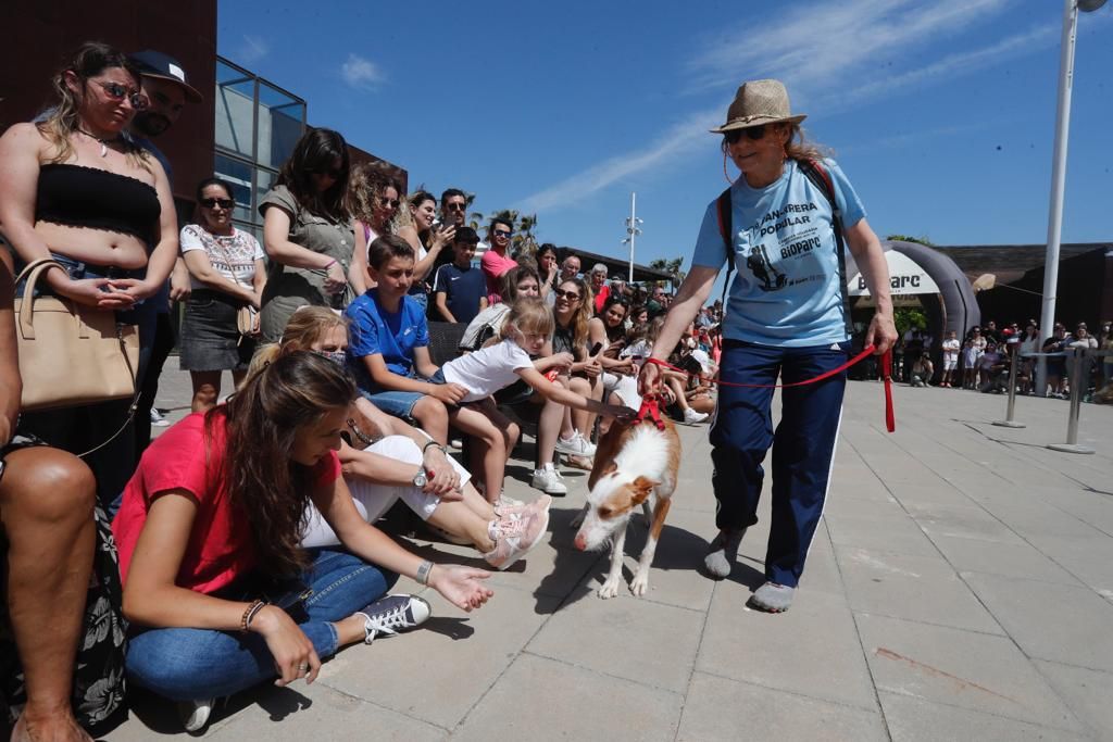 Pasarela de perros de adopción en Bioparc