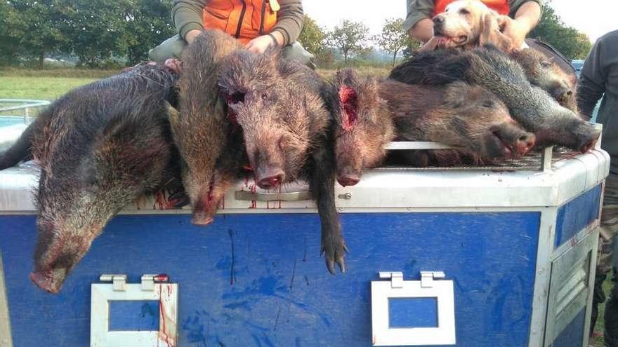 Ejemplares abatidos en una jornada de caza en montes dezanos.