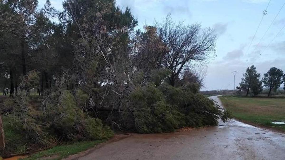 Un árbol caído por el viento el pasado miércoles en Ribera del Fresno