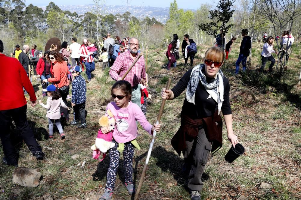 Plantación Carbayera Monte Deva (reforestación)