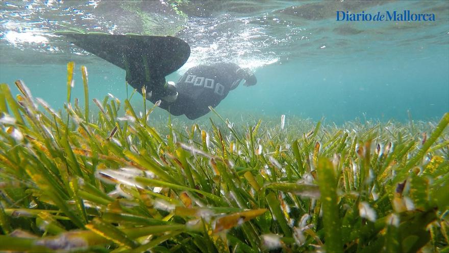 Así se frenará la degradación de la posidonia en la bahía de Portocolom