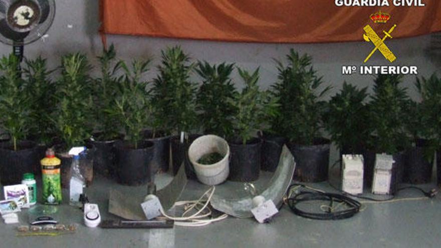 Detenido un empleado de limpieza de Andratx por cultivar marihuana