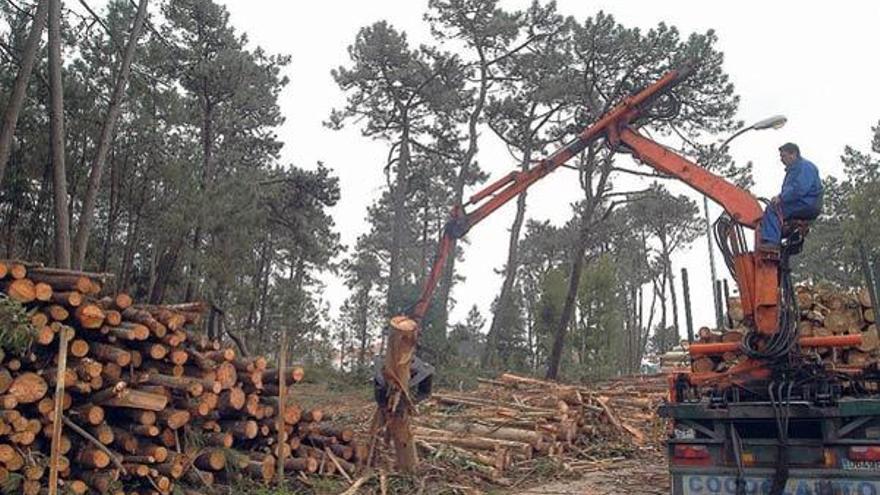 Traslado de la madera talada en la isla de A Toxa en el año 2005.  // Iñaki Abella