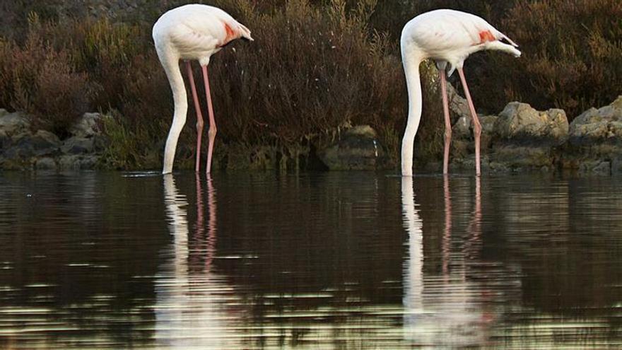 La mirada de Joan Costa: Flamencos con alma de avestruz