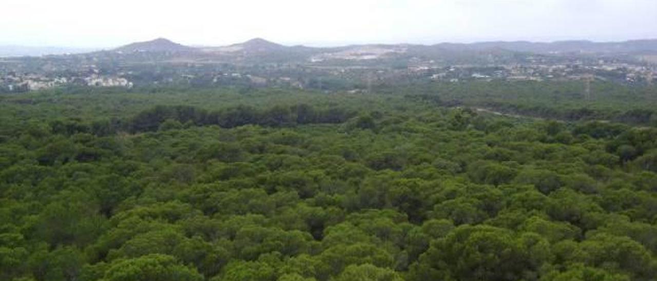 Vista aérea de una parte del bosque de la Vallesa.