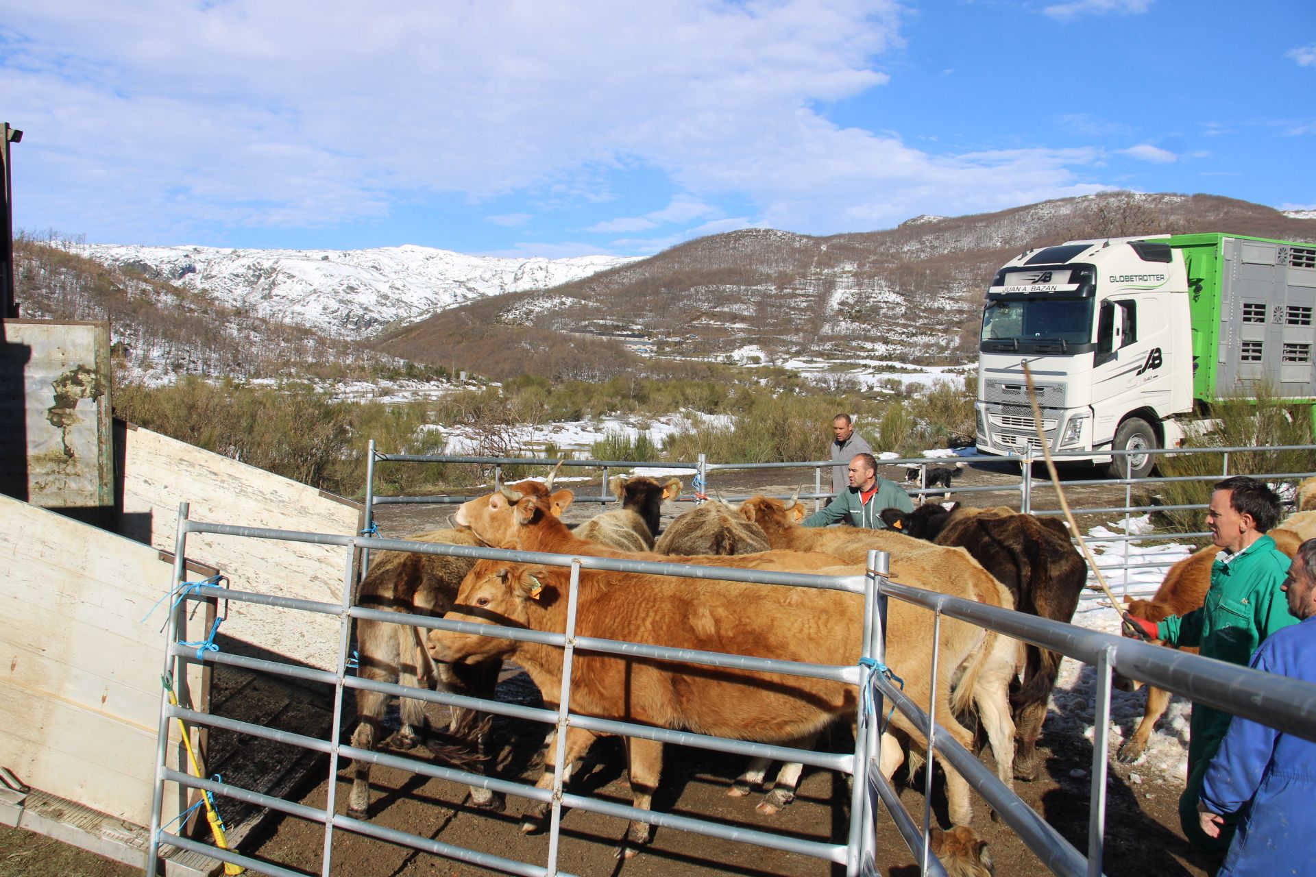 GALERÍA | El lobo cierra una ganadería en el Lago de Sanabria