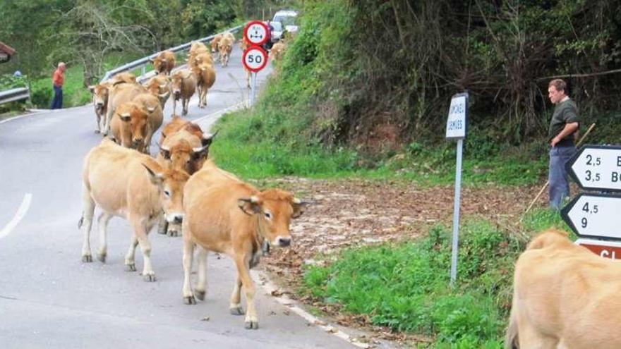 Vacas bajando de Belbín.