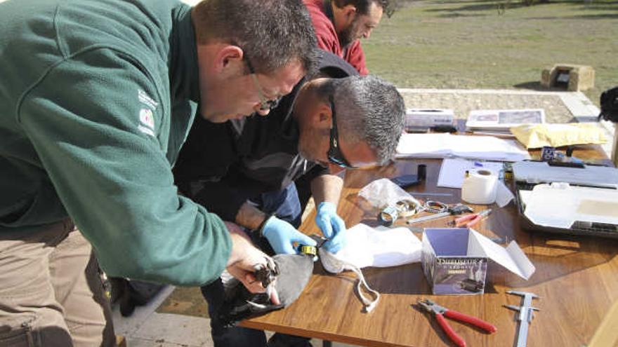 Anillamiento de aves en la Reserva de las Lagunas de Villafáfila.