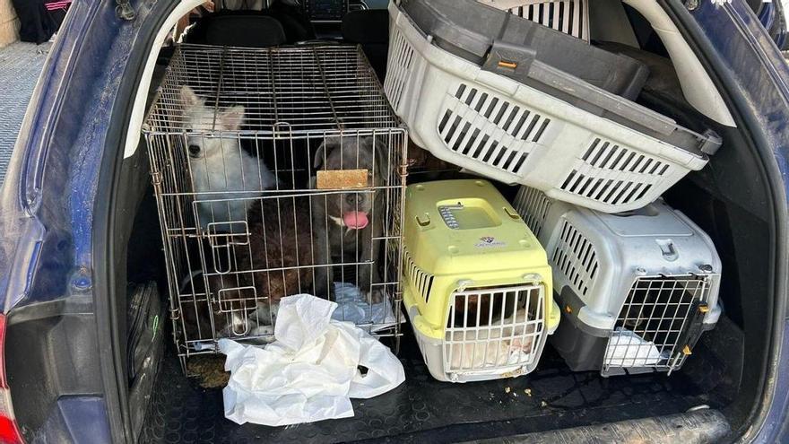 Golpe al tráfico de animales de raza en Murcia: la Policía rescata a 27 cachorros que iban a ser vendidos en el mercado negro