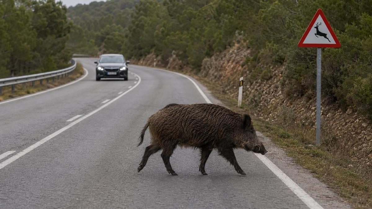 Un jabalí atraviesa una carretera.