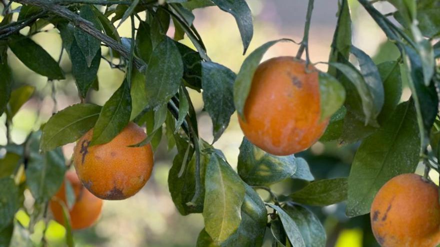 Orangen am Baum – mit der richtigen Pflege gelingt das.