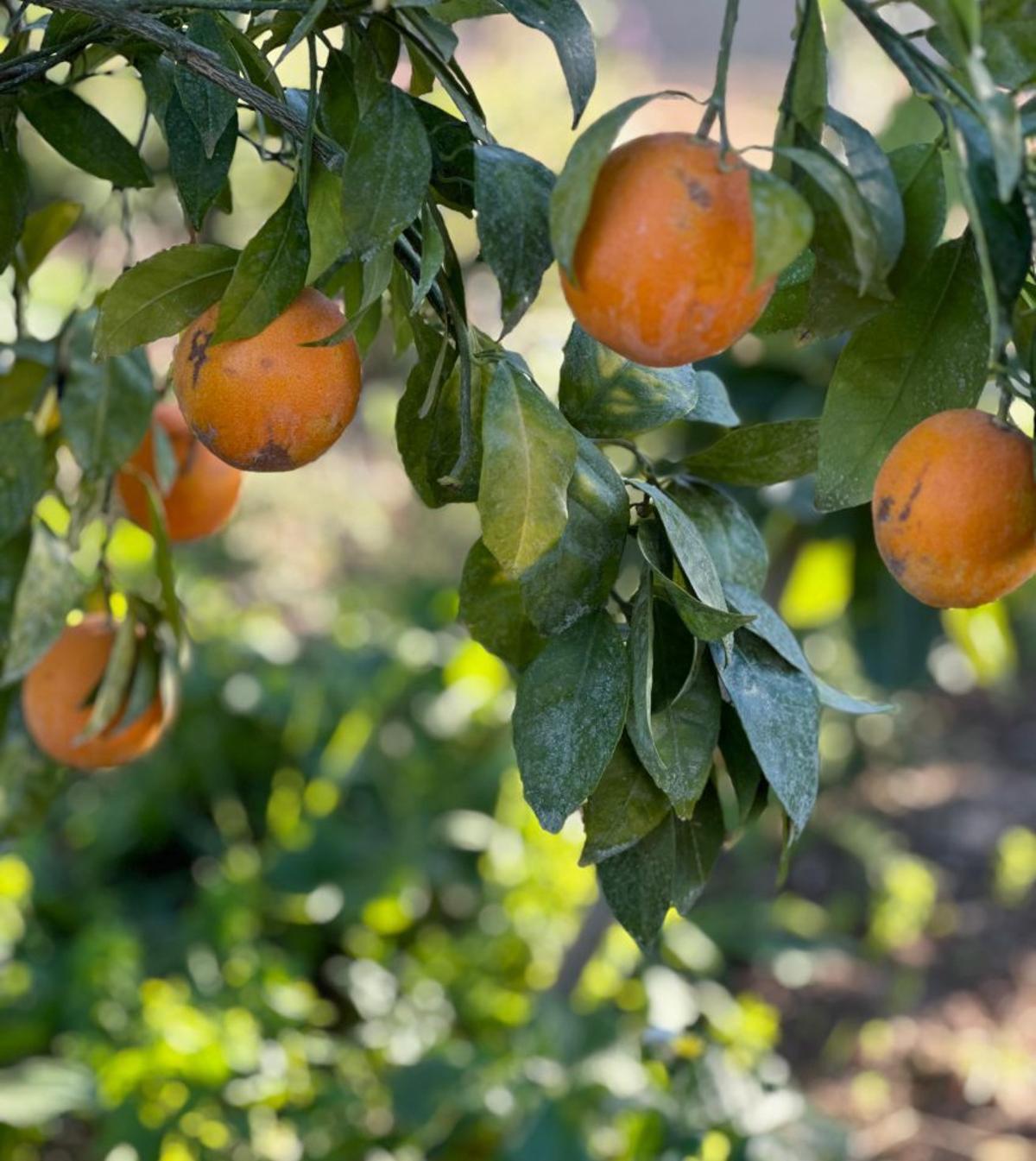 Orangen am Baum – mit der richtigen Pflege gelingt das.