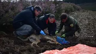 El Govern estudia ofrecer medidas de prevención frente al lobo a ganaderos de toda Catalunya aunque no hayan sufrido ataques