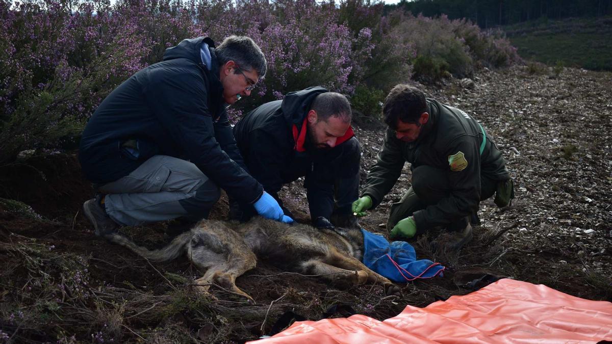 GPS para seguir los pasos del lobo ibérico y prevenir sus ataques