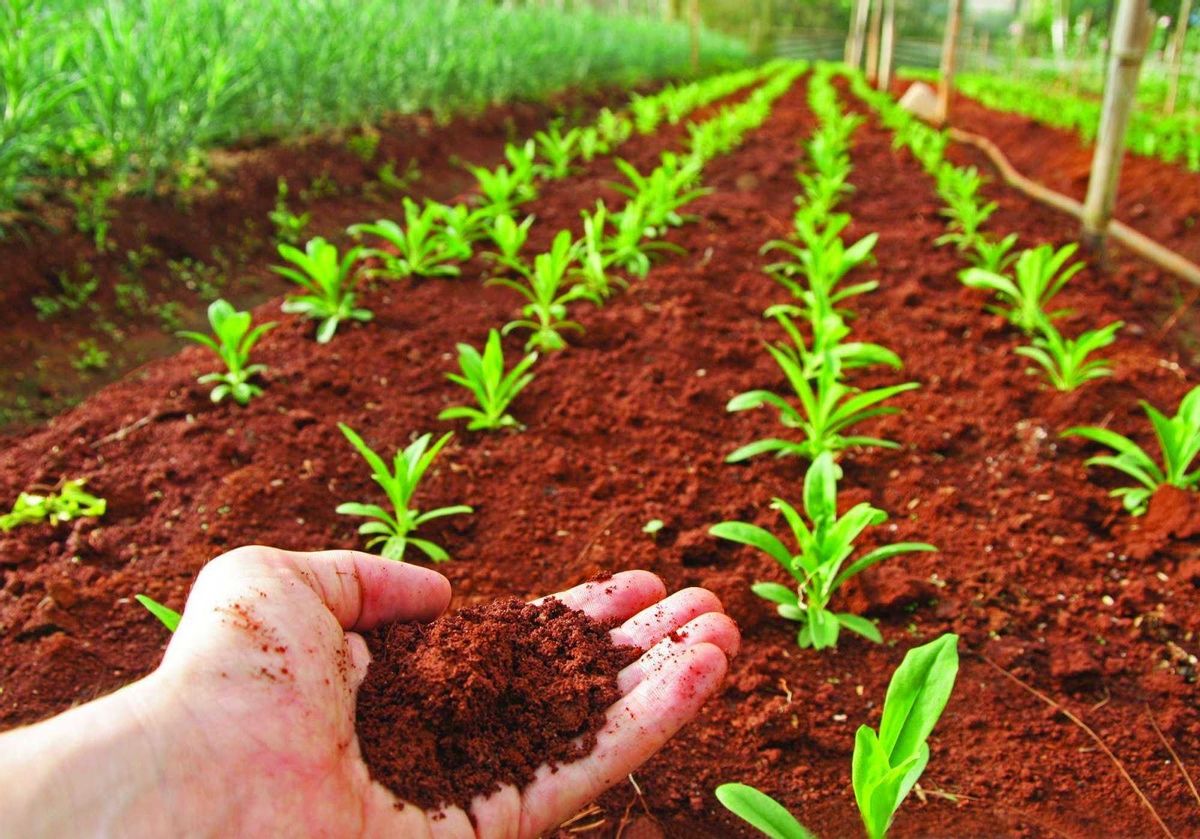 La salud del suelo es fundamental para la alimentación mundial