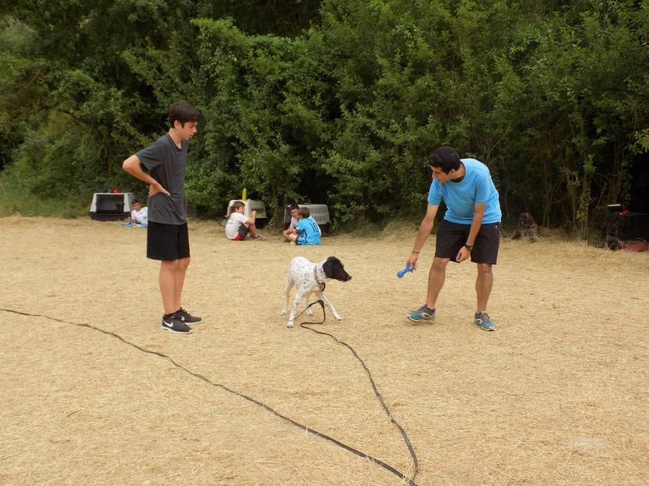 Dog Camp Junior, colònies d'estiu amb gossos al Moianès