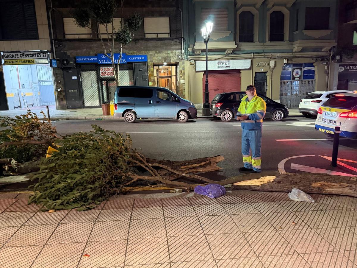 Un árbol arrancado por el viento en la calle Cervantes.