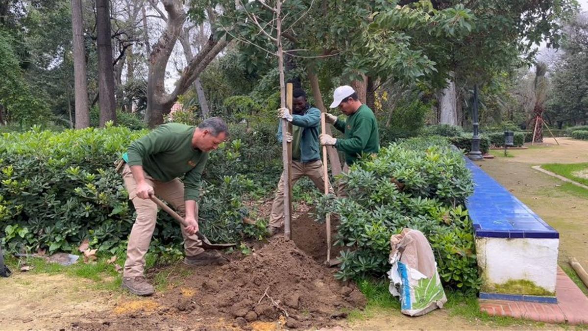 Trabajos en el Parque de Mª Luisa.