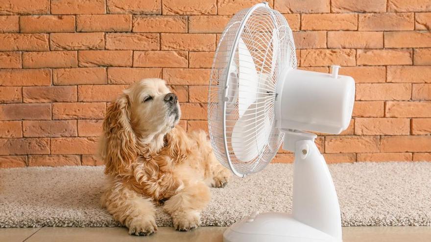 Llega a Action el ventilador sin aspas con mando a distancia que es “seguro para niños y mascotas y está fabricado con un 50 % de plástico reciclado”