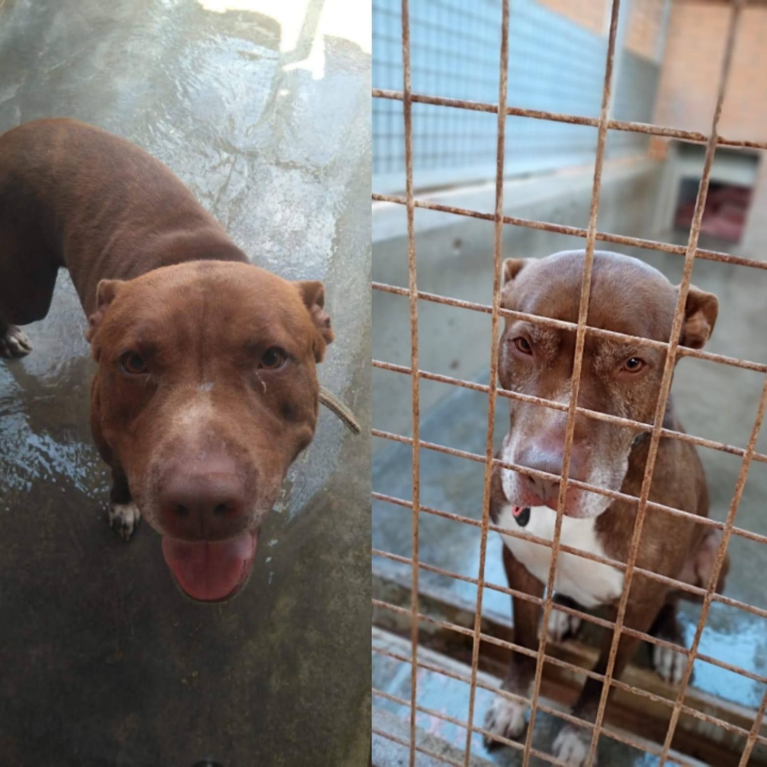 Perros de razas PPP abandonados que esperan adopcion