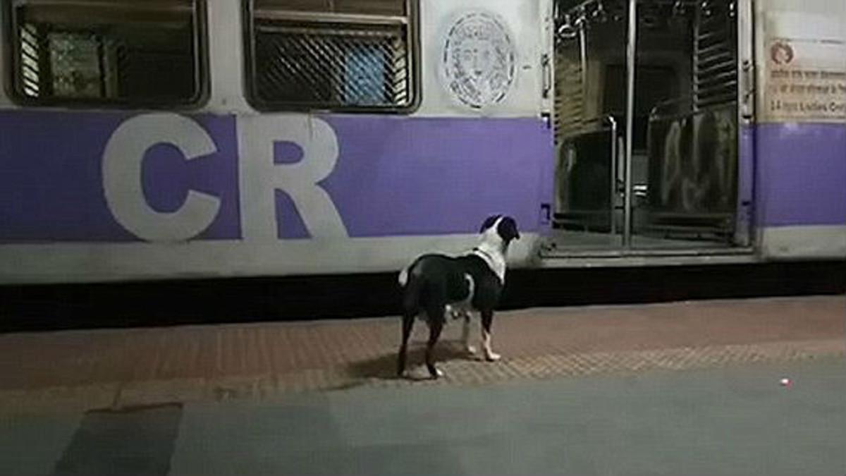 Cada noche esta perra acude a la estación de Kanjurmarg, en Bombay, y nadie sabe a quién o qué busca.