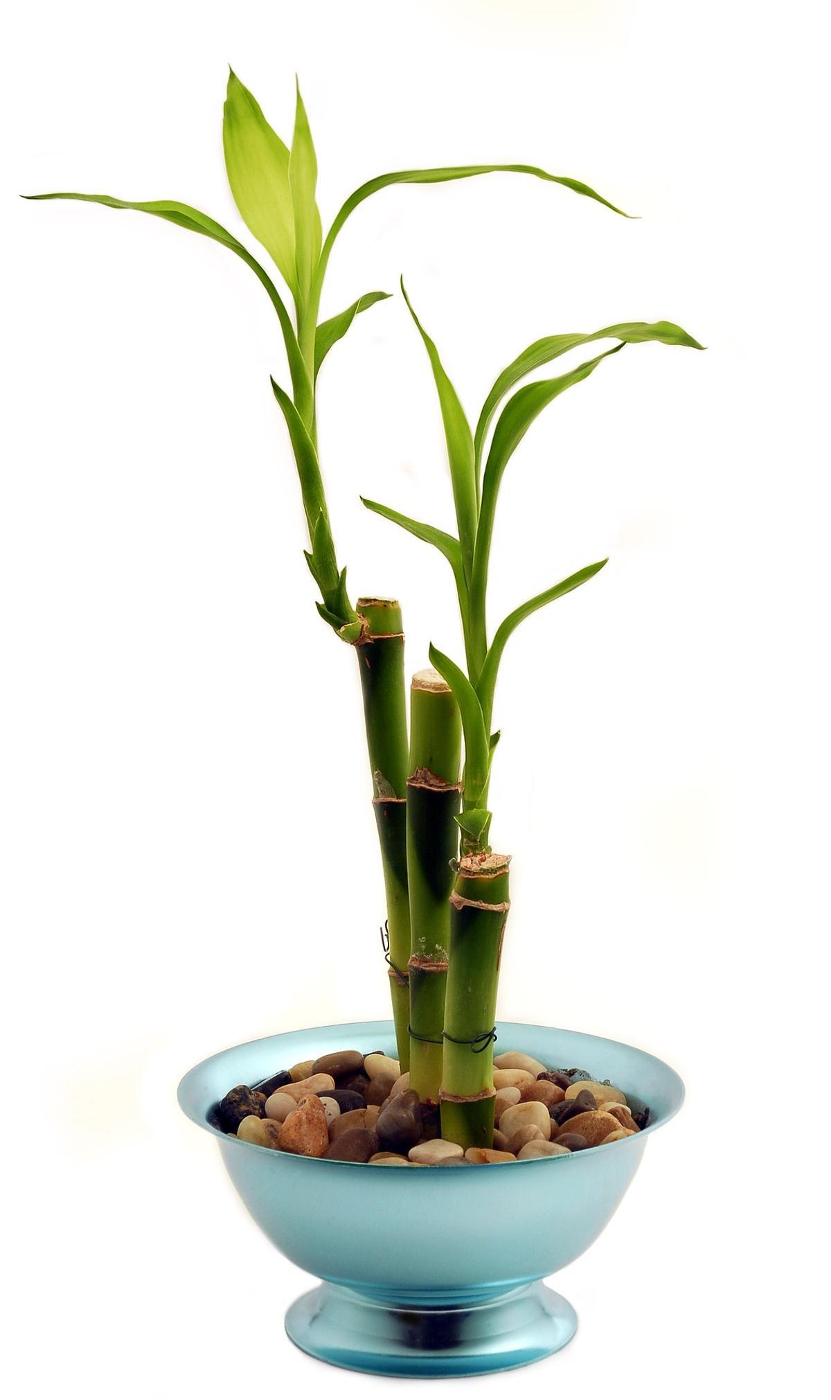 La planta del bambú atrae la buena suerte a tu hogar.