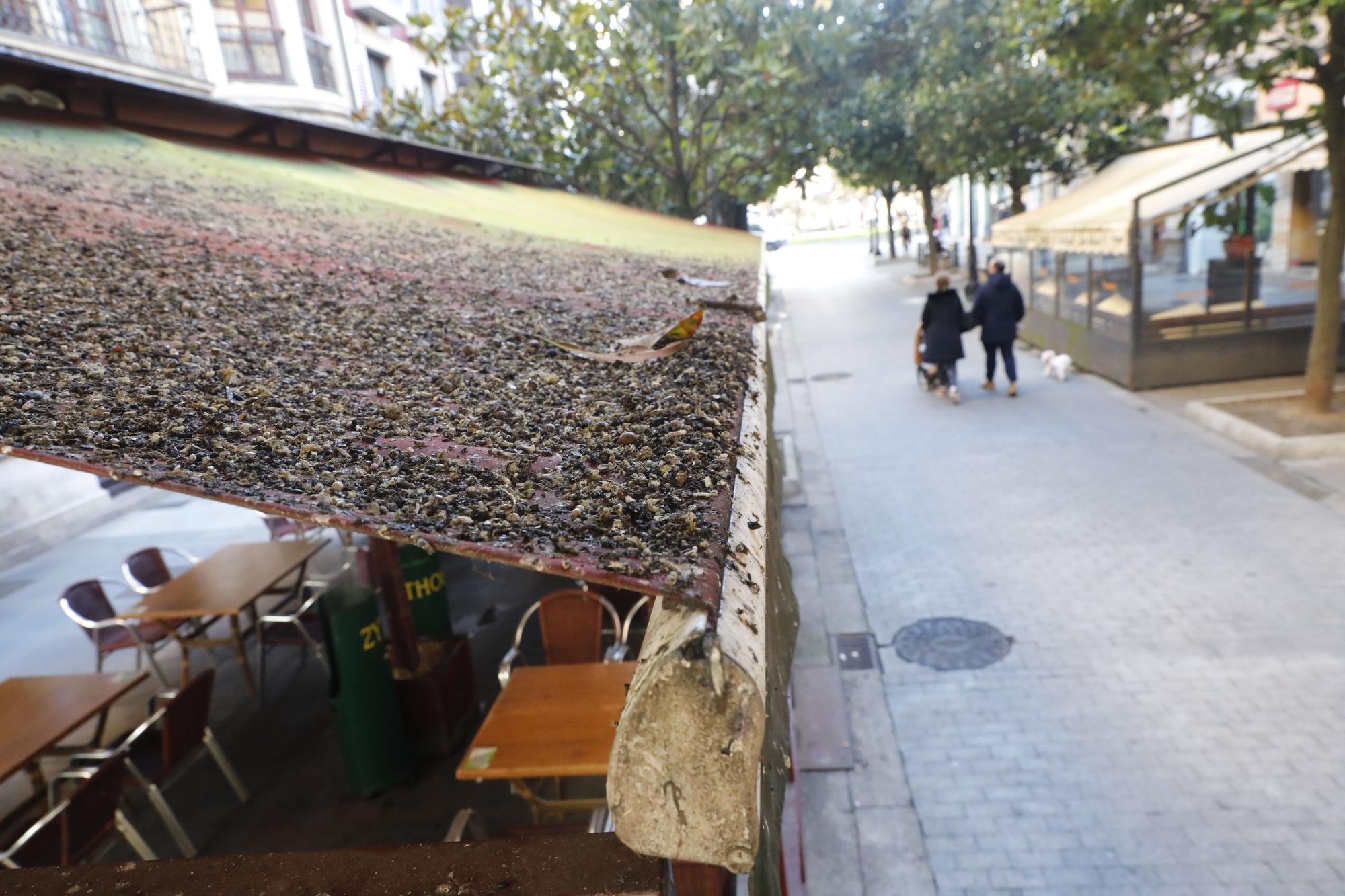 En imágenes: La calle Covadonga, en pie de guerra contra los estorninos ...