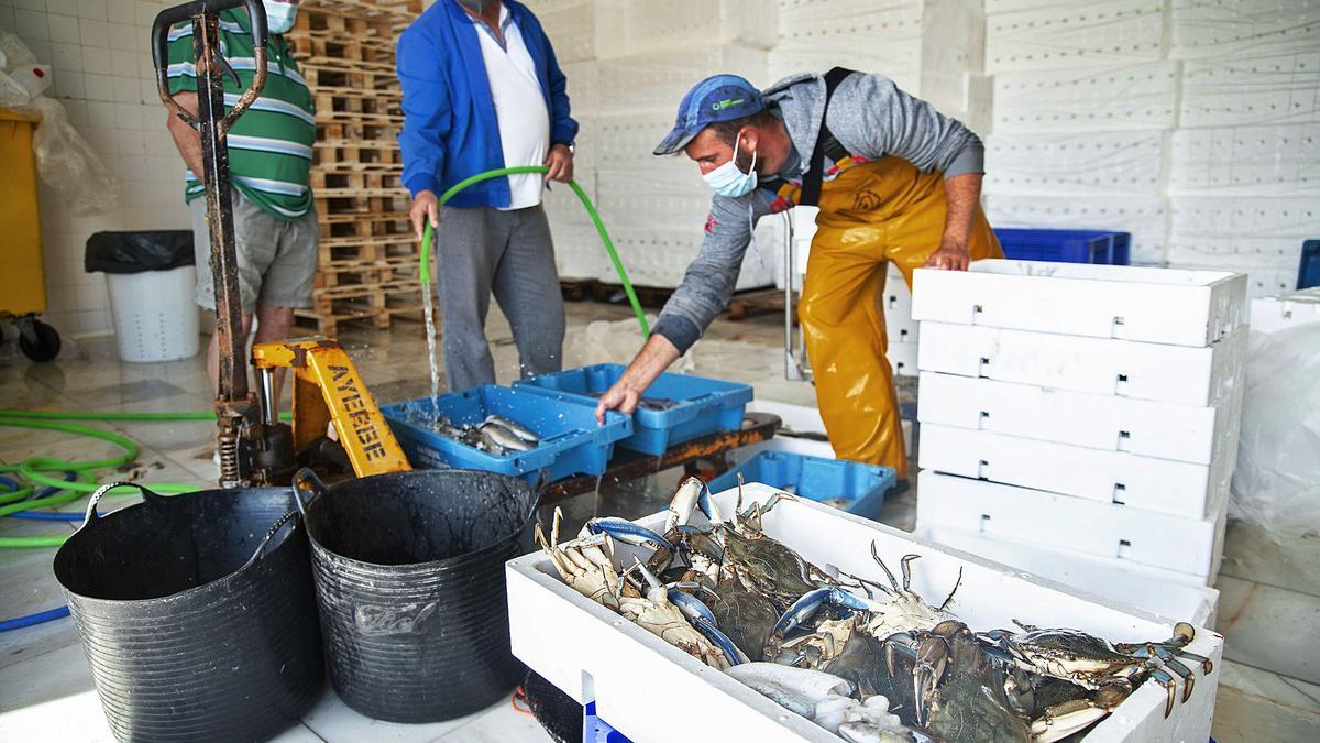 Capturas de cangrejo azul, ayer, trasladadas a la lonja de San Pedro del Pinatar. | IVÁN URQUÍZAR