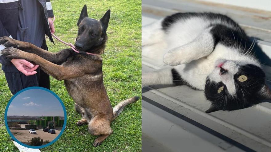 Las razones del abandono animal en España: más que un capricho, una grave responsabilidad