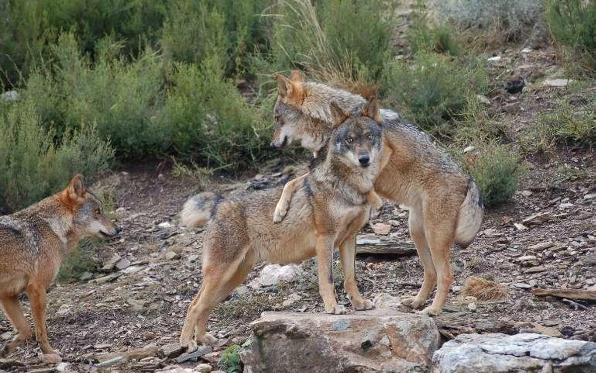 El Centro del Lobo de Robledo suma 73.000 visitantes
