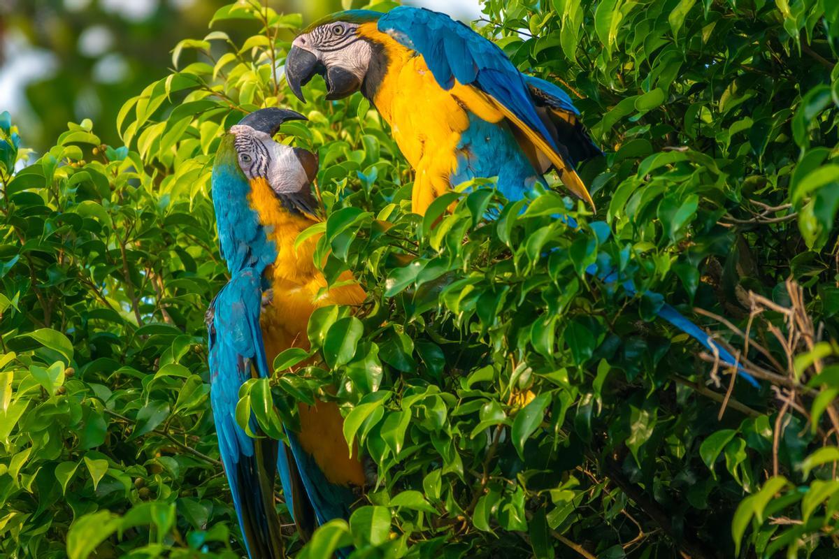 Guacamayos en Rurrenabaque.