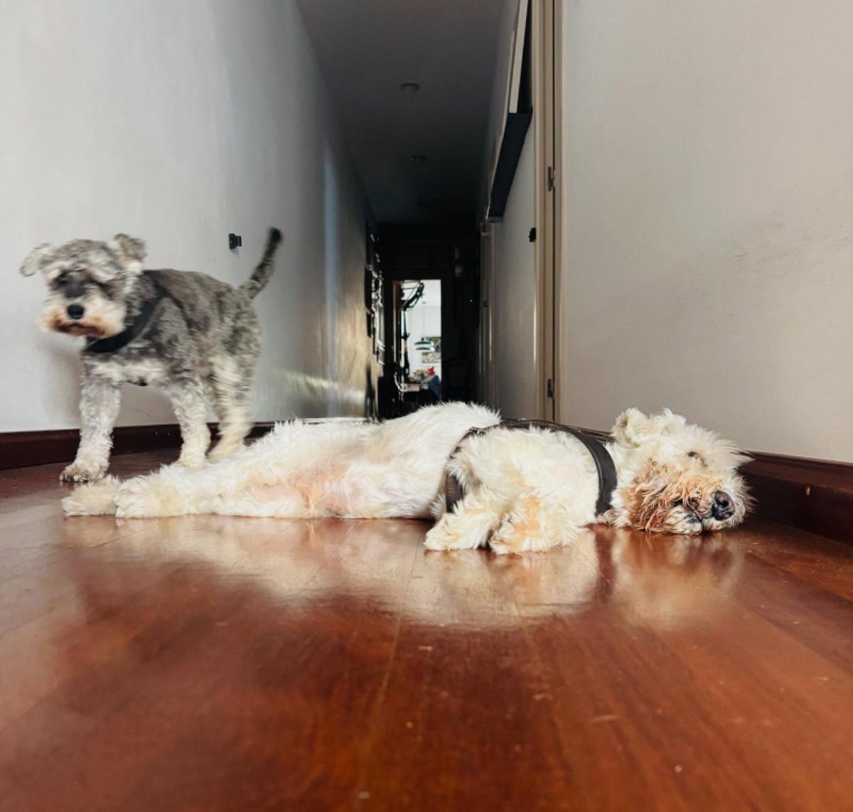 Marc Giró vive con su marido y varios perros