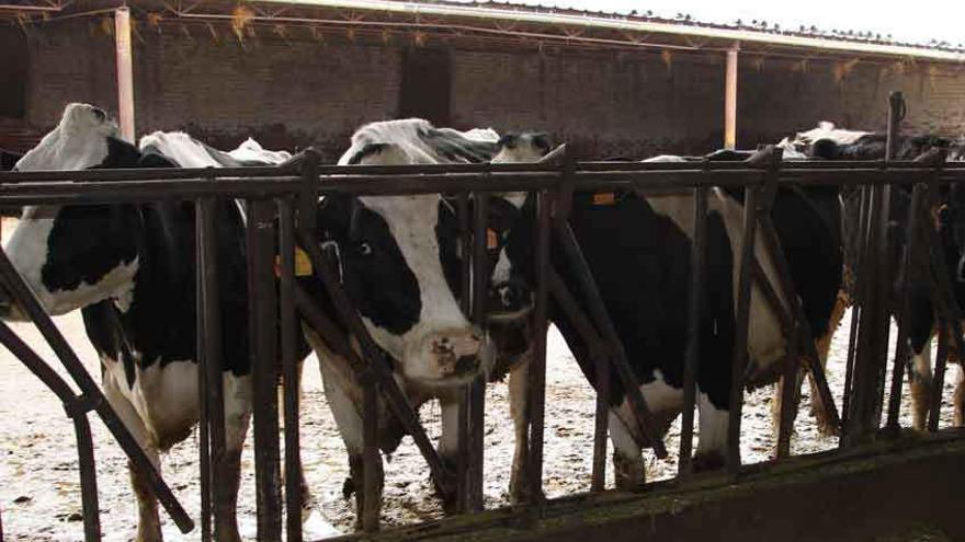 Explotación de vacuno de leche en la provincia.