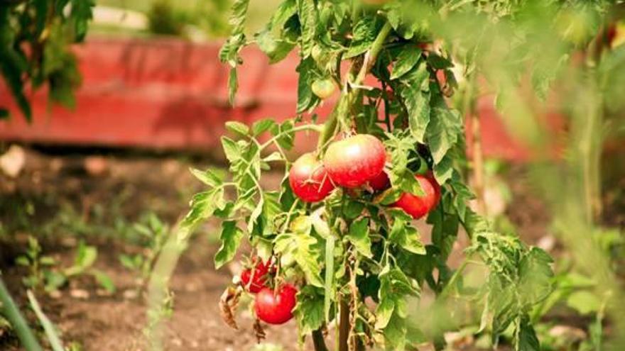 Tomàquets plantats en un camp gironí en una imatge d&#039;arxiu.