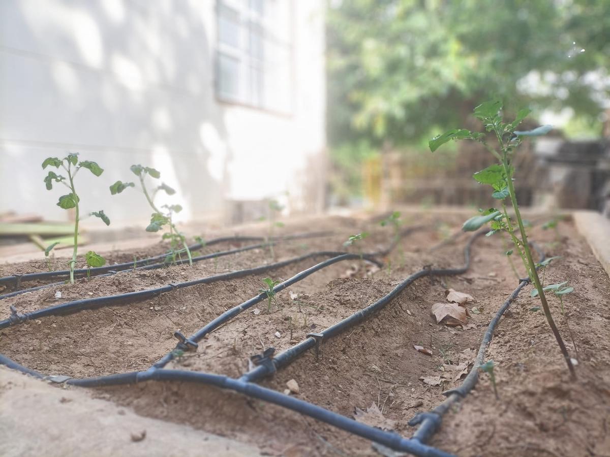 Huerto del colegio, donde hacen su propio compost