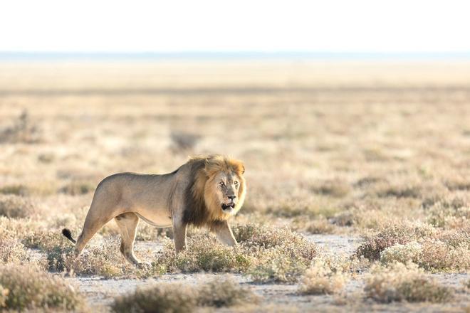 Safari Namibia