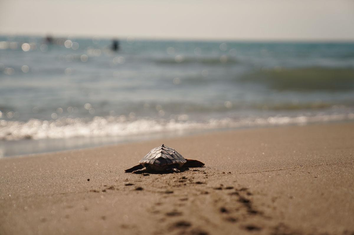 Quince tortugas han sido devueltas este domingo al mar