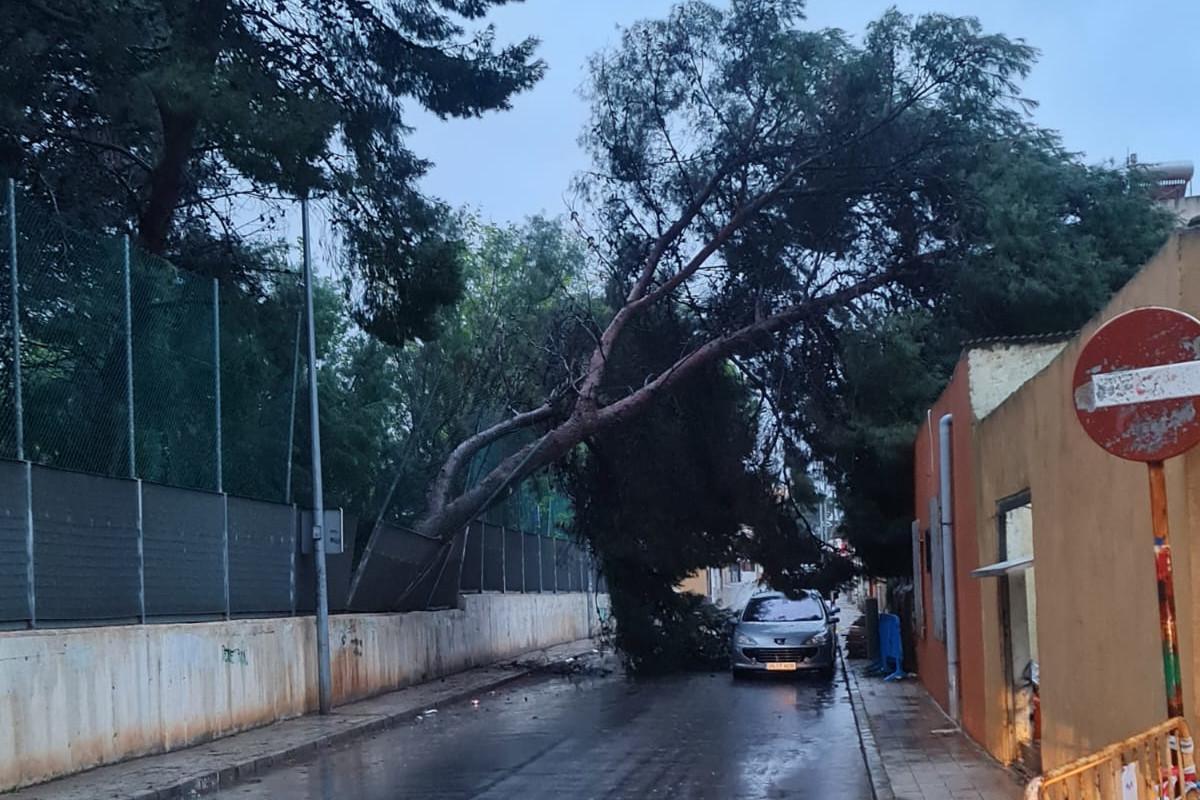 Dos pinos caídos en la Urbanización de San Ginés, en La Azohía.