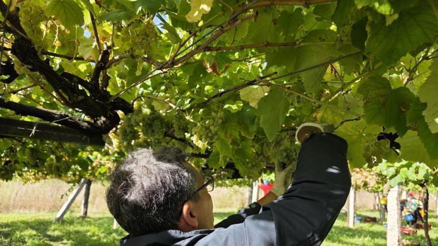 La vendimia toma velocidad y se alcanzan los 23 millones de kilos de uva