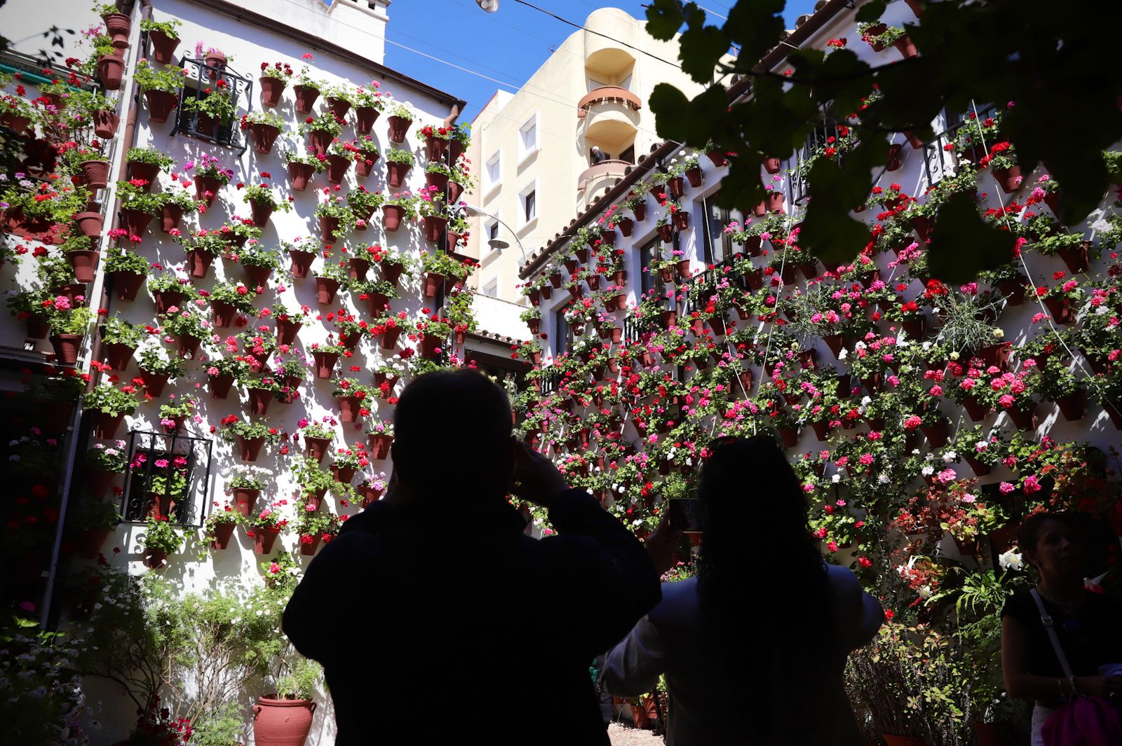 Los Patios de Córdoba se llenan de color