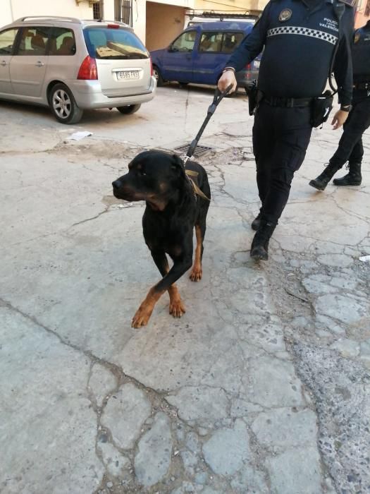 Encuentran en un robo con violencia a varios perros sustraídos