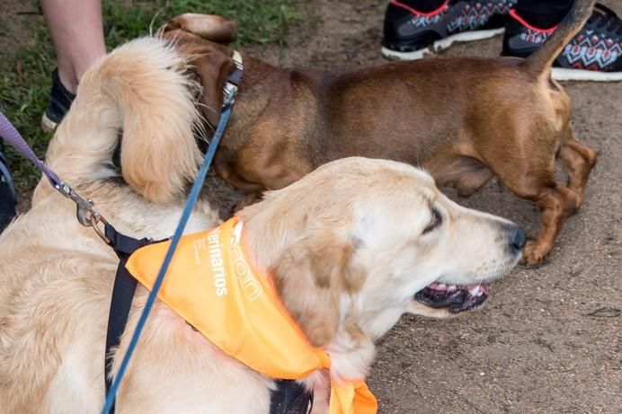 La Doggie Race, vista por José Fco. Fernández Belda